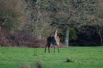 Wild deer 
