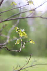 Young oak branch in early spring in forest.