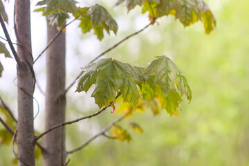 Young leaves of chestnut tree in spring forest