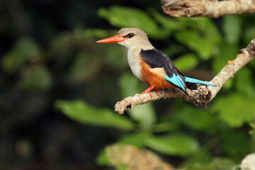 The grey-headed kingfisher (Halcyon leucocephala) sitting on the branch with green background