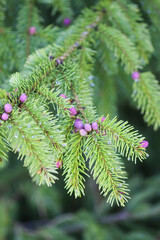 Fir tree branches with a young soft cones in April. Seasonal nature details.