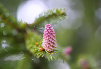 Fir tree branches with a young soft cones in April. Seasonal nature details.