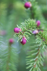 Fir tree branches with a young soft cones in April. Seasonal nature details.