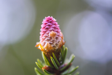 Fir tree branches with a young soft cones in April. Seasonal nature details.