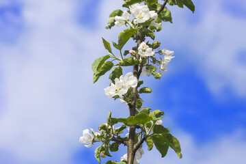 Flowering branch of apple-tree with white flowers