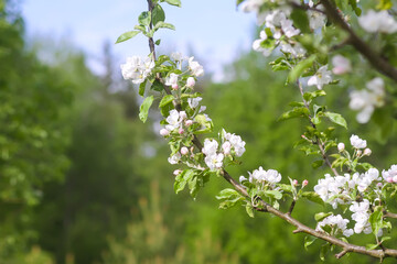Flowering branch of apple-tree with white flowers