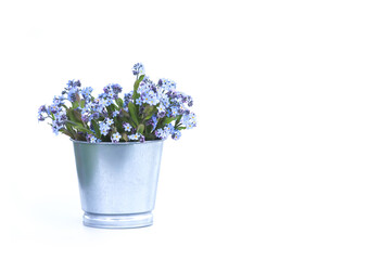 Forget-me-not flowers bouquet on white background.
