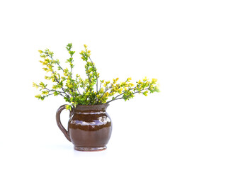 Spring tree branches with first green leaves in ceramic vase on white background