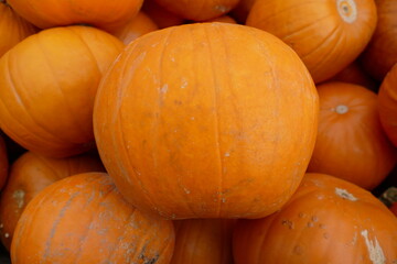 Grösserer orange Kürbis im Vordergrund liegend auf weiteren Kürbissen