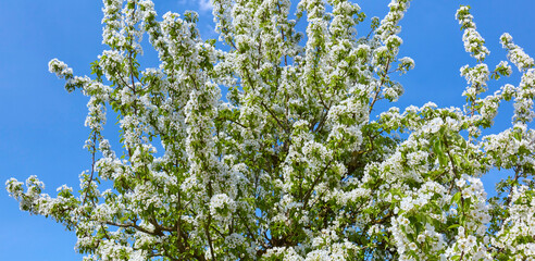 Beautiful white cherry blossom in spring.