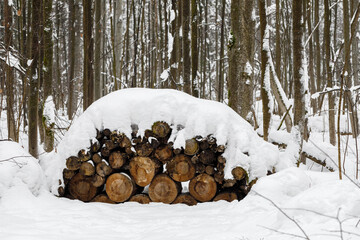 Cutting down a diseased forest. Many logs are stacked in the forest. Winter.