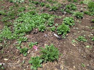 beds in the garden