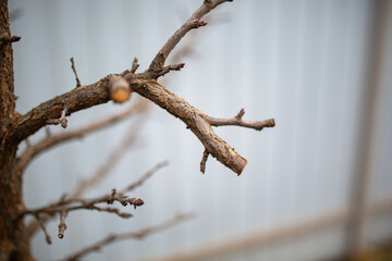 tree branch spring against the backdrop of a gray fence
