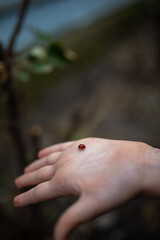 Ladybird on the child's arm