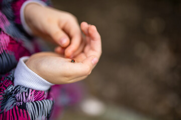 Ladybird on the child's arm