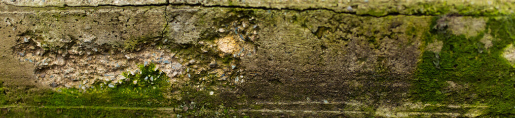 texture of concrete wall with mold