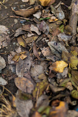 Debris on the ground, pollution, ecology