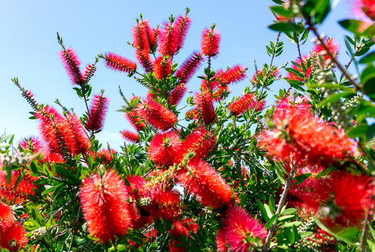 Red flowers of bottle brush tree (Callistemon)