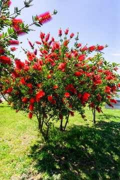 Red flowers of bottle brush tree (Callistemon)