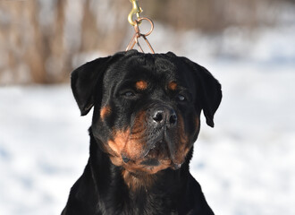 a serious rottweiler dog in the snow