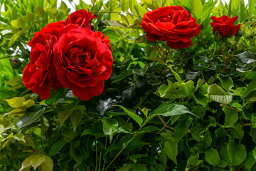 Fototapete bei efototapeten.de bestellen   