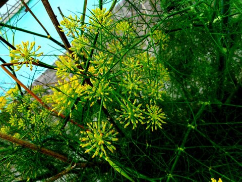 planta flor erva doce - pimpinella anisum 