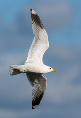 Flying seagull