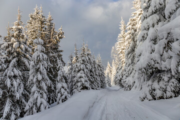 Woodland road with heavily snowed trees, Pangarati Peak, Harghita, Transylvania, Romania, Europe