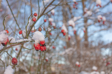 Red rose hips on a branch under the snow. Natural winter background. Frosty winter concept, natural vitamins.