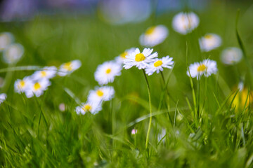 Beautiful daisies in the meadow, close-up.