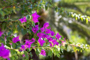 Branch of pink bougainvillea in the garden