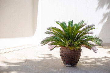 Palm tree in a pot on sunny day stands near a white wall. Geometric shadows