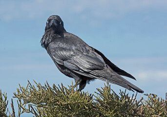 A black crow looking at camera.