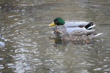 Two ducks paddling in the babbling brook in the winter.