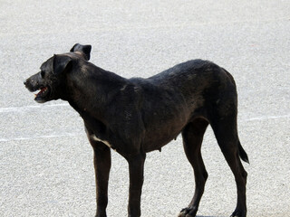 a female black street dog with dog fleas and ticks on its body