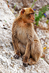 Barbary monkey greets visitors on the top cable station in Gibraltar.