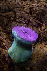 Colourful sea anemones (Actiniaria) underwater