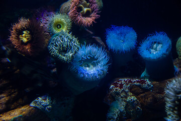 Colourful sea anemones (Actiniaria) underwater