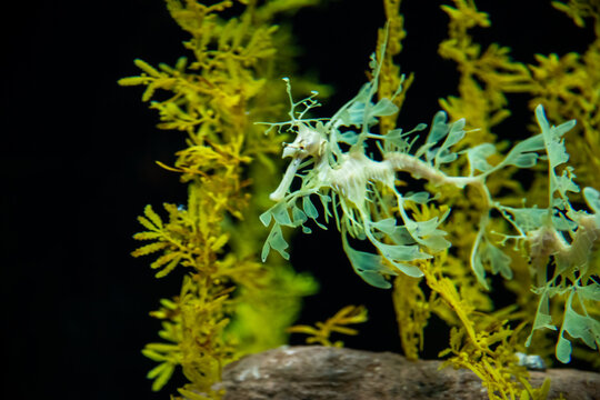 Yellow leafy seadragon (Phycodurus eques)