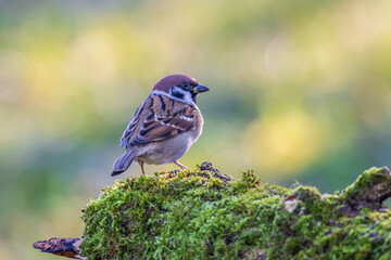 Eurasian tree sparrow sitting on a mossy log