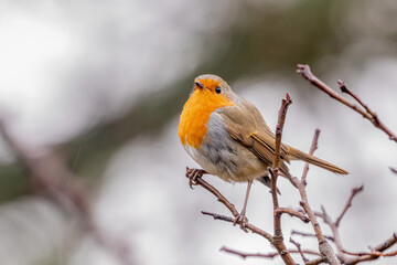 European Robin on an apple tree in the light rain