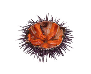 half open sea urchin