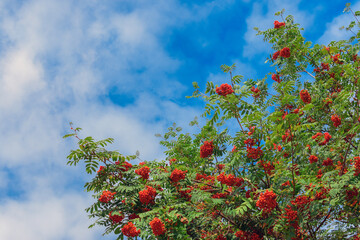 Rowan branches against a blue sky with clouds. Bunches of Rowan berries. Summer. Plant. Bush with berries. Summer berry. orange berries. Benefit. leaves. August. September. Russia. nature of Russia. 