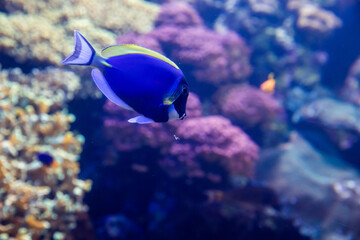 Dory, the Paracanthurus hepatus Indo-Pacific surgeonfish