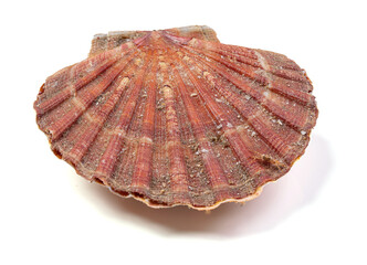 fresh and single scallop