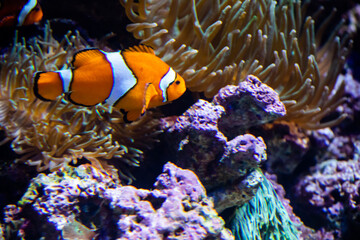 Fototapeta na wymiar Nemo, the orange Ocellaris clownfish