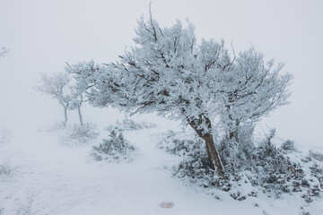 Trees covered with snow and hoarfrost in foggy park