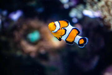 Obraz na płótnie Canvas Nemo, the orange Ocellaris clownfish