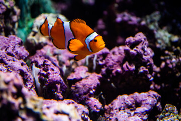 Naklejka na ściany i meble Nemo, the orange Ocellaris clownfish