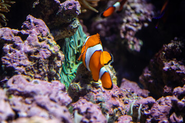 Nemo, the orange Ocellaris clownfish